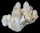 Cactus Quartz (Amethyst) Cluster - South Africa #62960-1